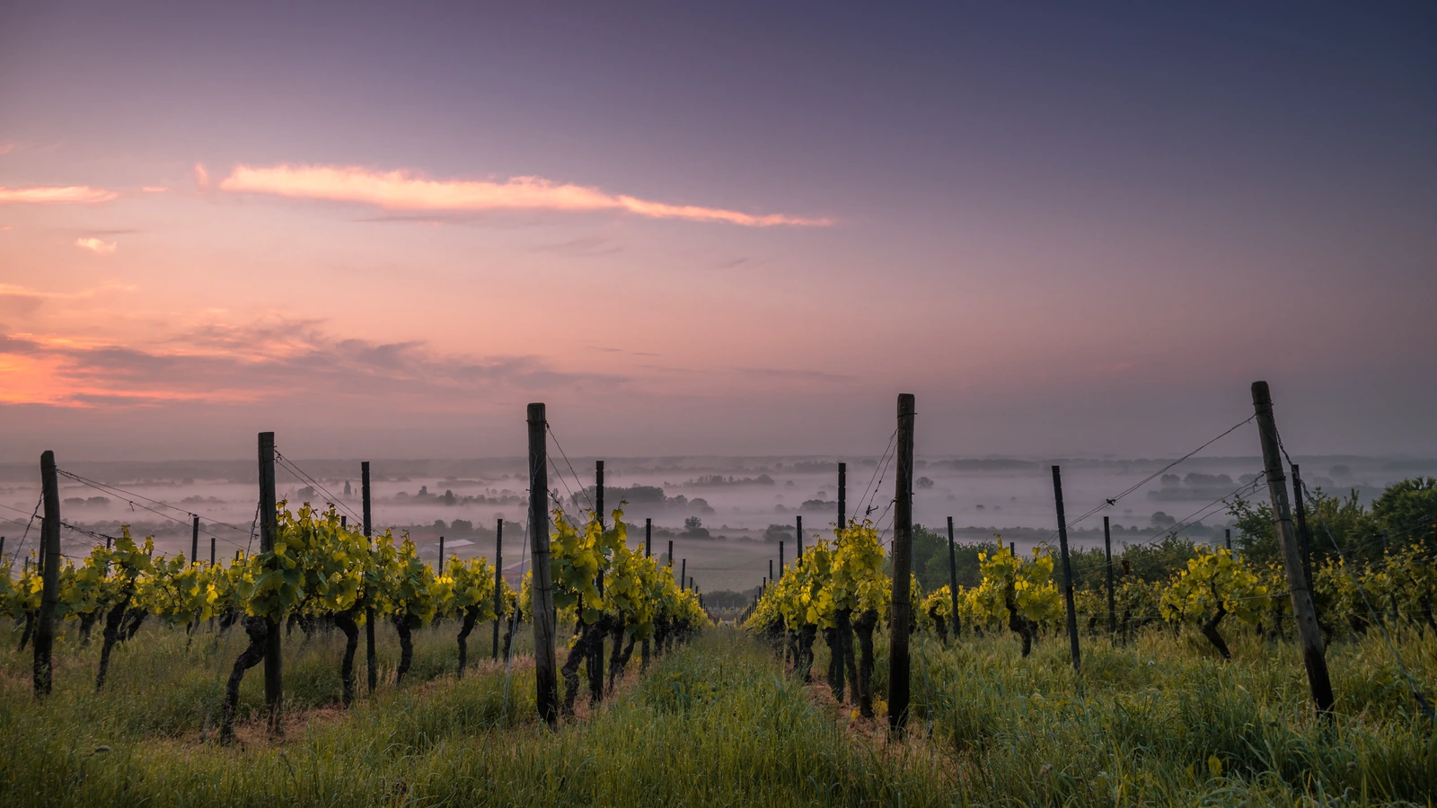 Rows of young grapevines on a hillside at dusk, with mist over the valley below and a pink and purple sky. Generic vineyard photograph; not a Moët Hennessy, Analog Devices or UC Davis site.
